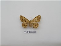 藏品(尺蛾177)的圖片